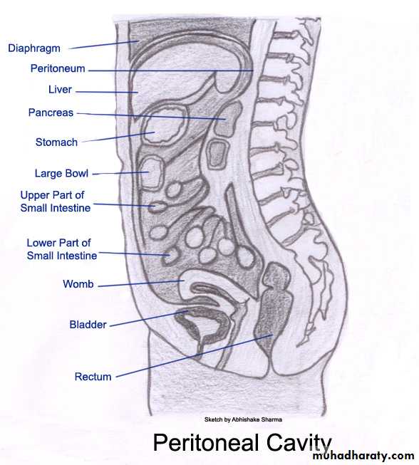 Peritonium