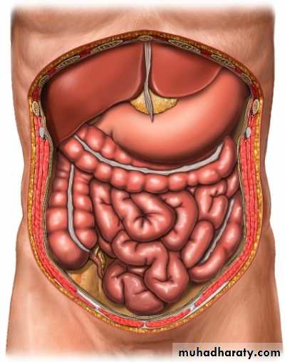 Peritonium