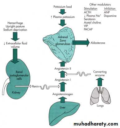 Adrenal gland