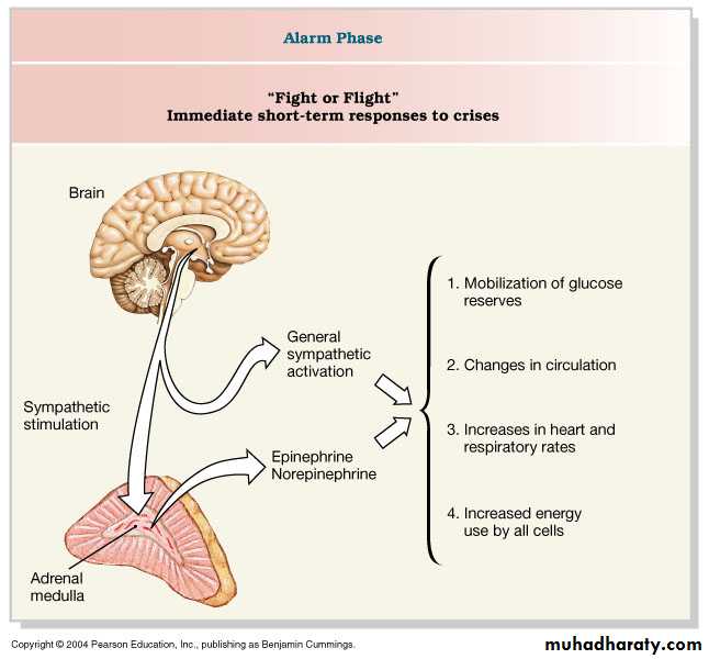 Adrenal gland