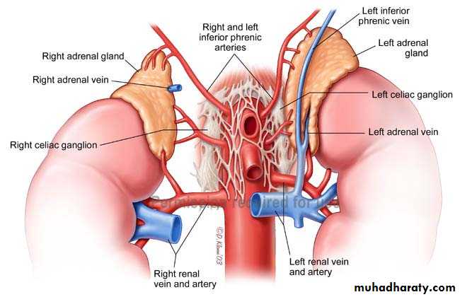 Adrenal gland