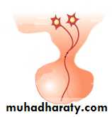 Adrenal gland