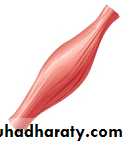 Adrenal gland