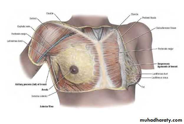Breast