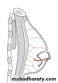 Breast