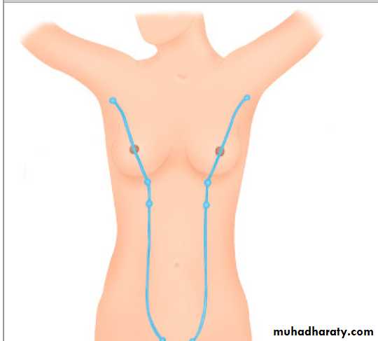 Breast