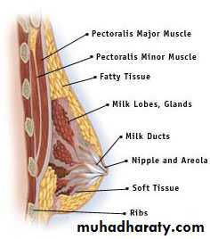 Breast