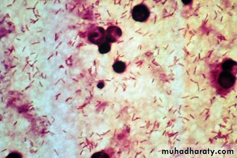 Respiratory