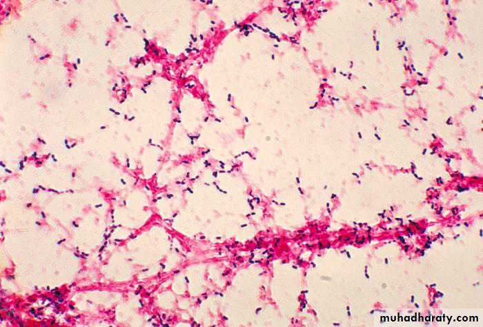 Respiratory