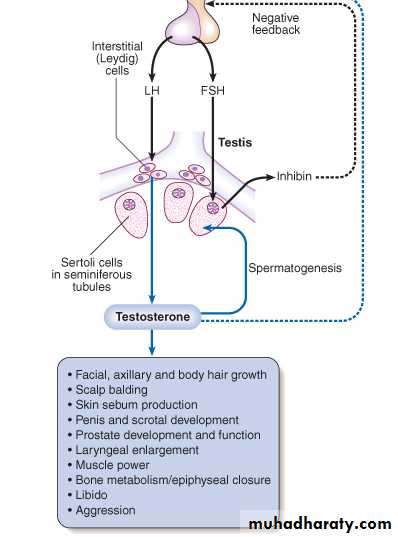 Endocrine
