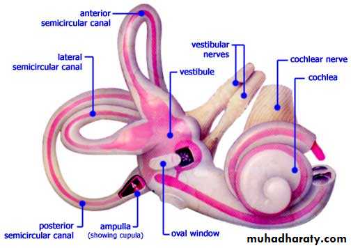 INNER EAR