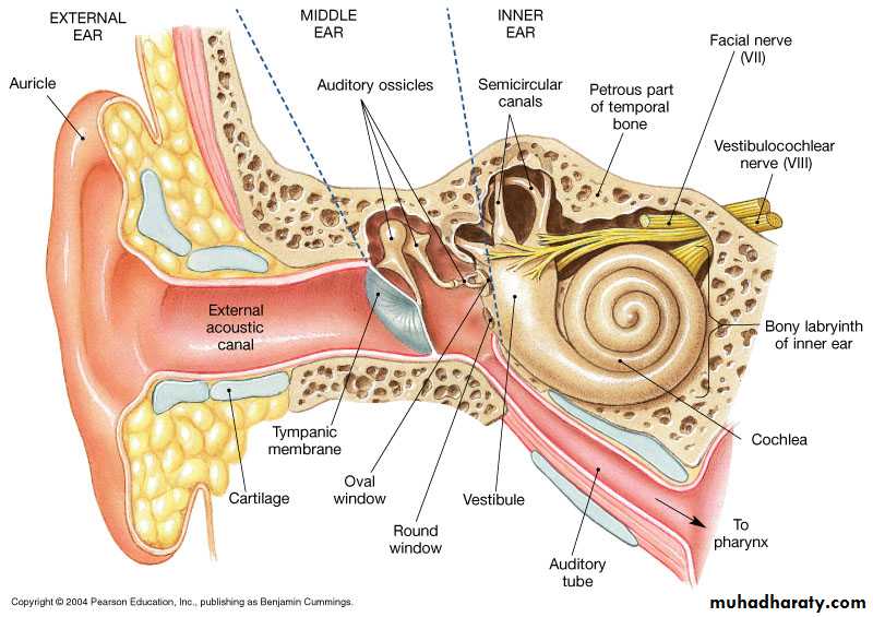 INNER EAR