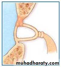 INNER EAR