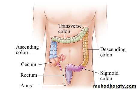 Small bowel