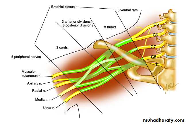 frcature spine and peripheral nerve