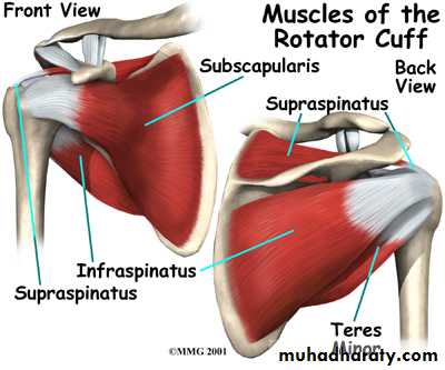 frcature spine and peripheral nerve