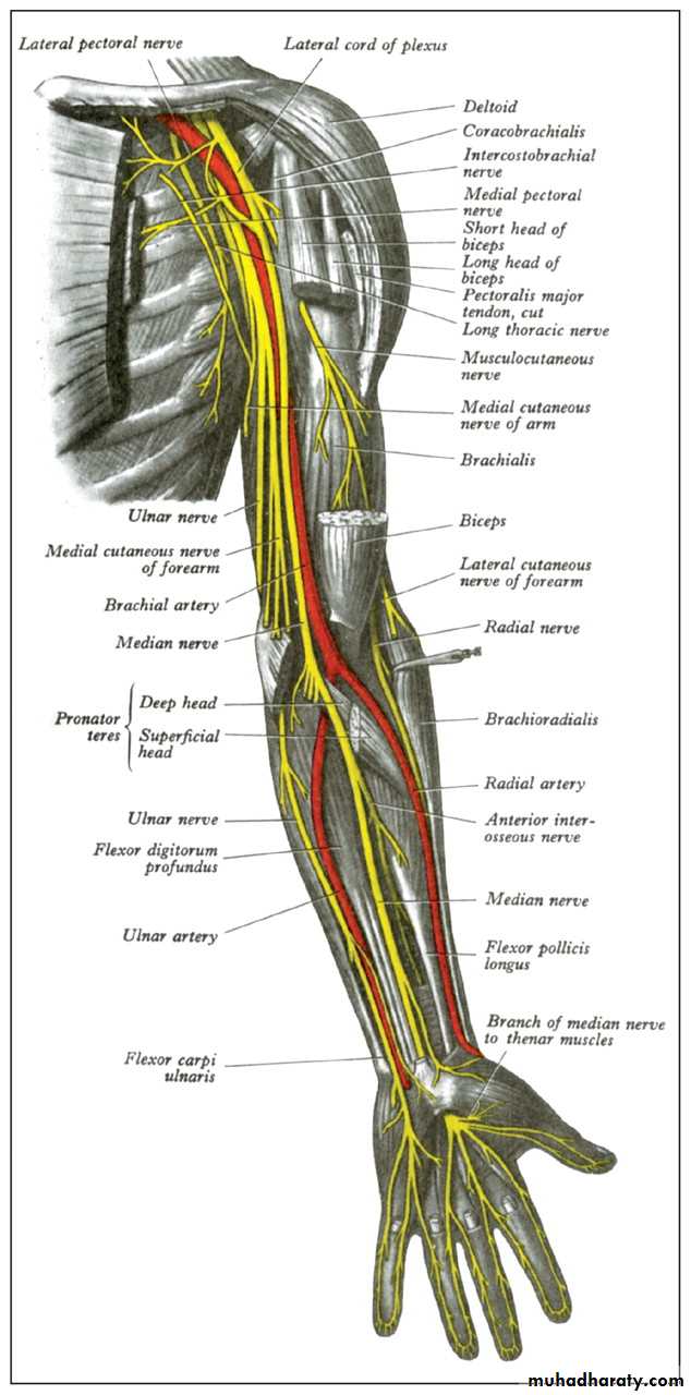 frcature spine and peripheral nerve