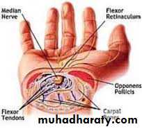 frcature spine and peripheral nerve