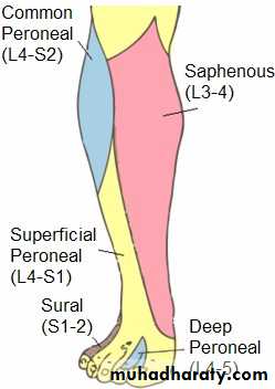 frcature spine and peripheral nerve