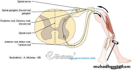 frcature spine and peripheral nerve