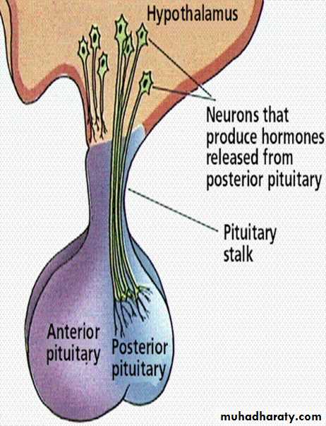 pituitary