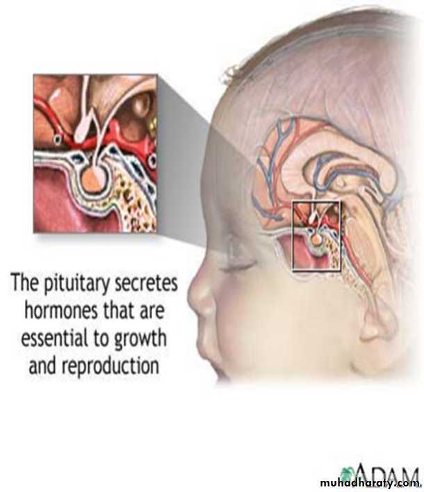 pituitary