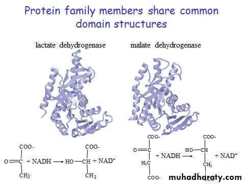 ProteinsEnzymes