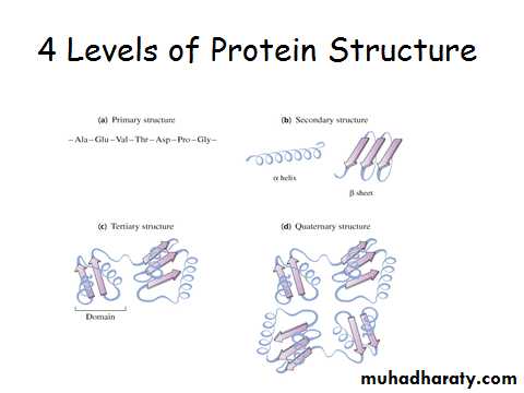 ProteinsEnzymes