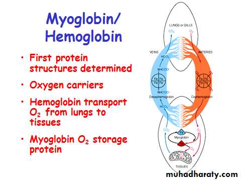 ProteinsEnzymes