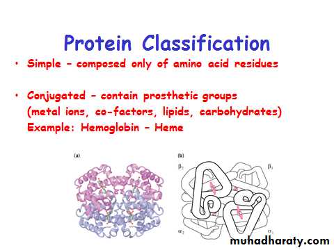 ProteinsEnzymes