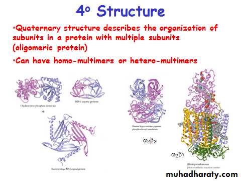 ProteinsEnzymes