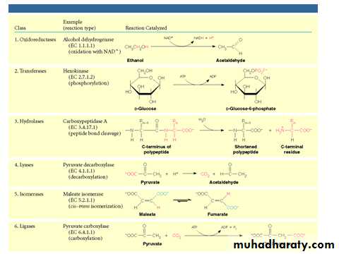 ProteinsEnzymes