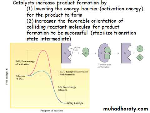 ProteinsEnzymes