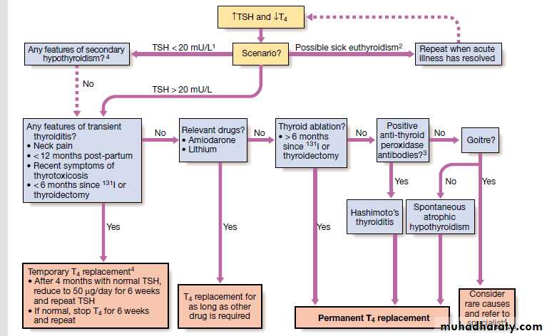 Thyroid Gland