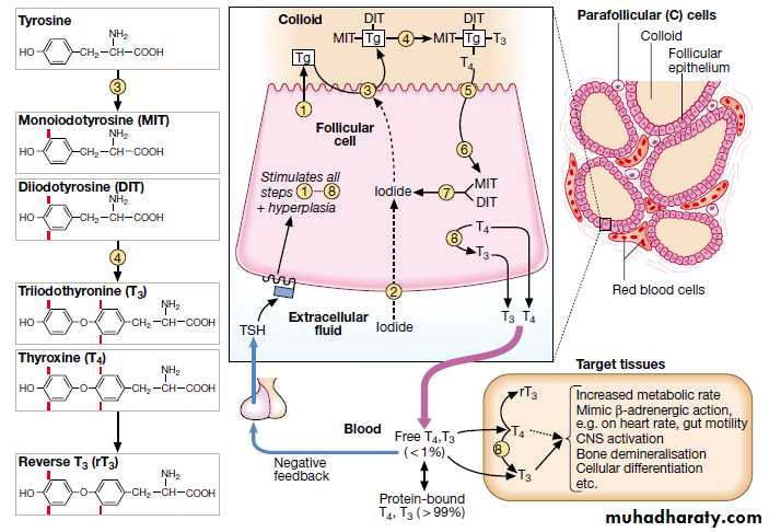 Thyroid Gland