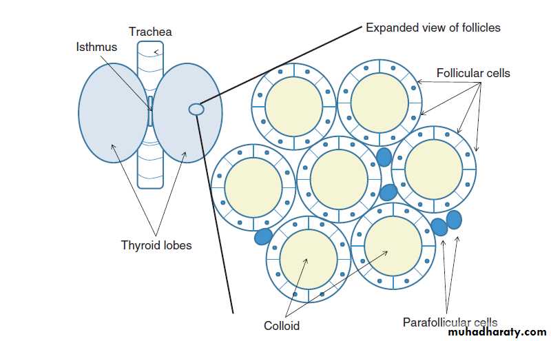 Thyroid Gland