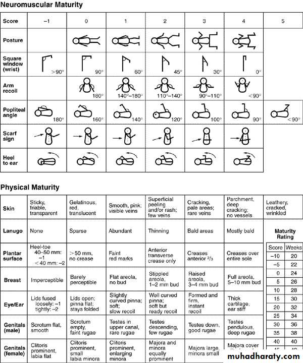neonatal exam