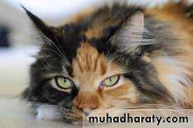 Diseases of the myocardium