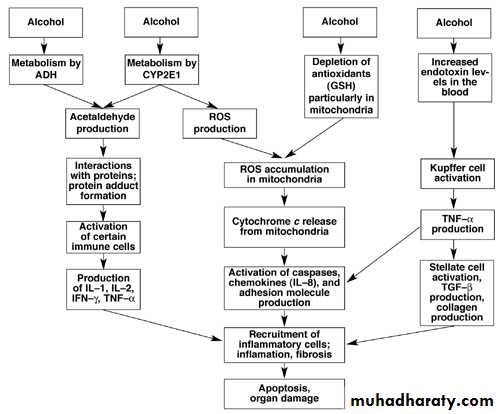Alcoholic liver disease and Nonalcoholic fatty liver disease