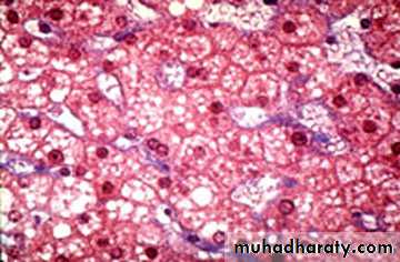 Pregnancy and the liver