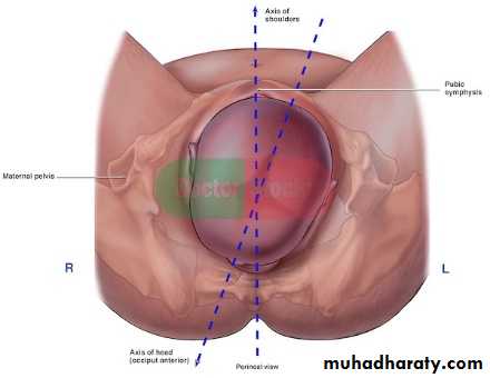 The process and mechanism of labour