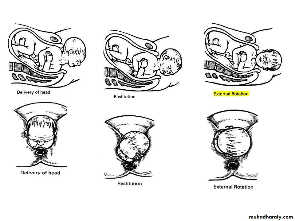 The process and mechanism of labour