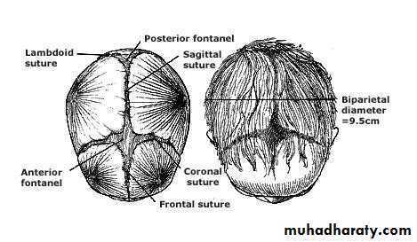 The process and mechanism of labour