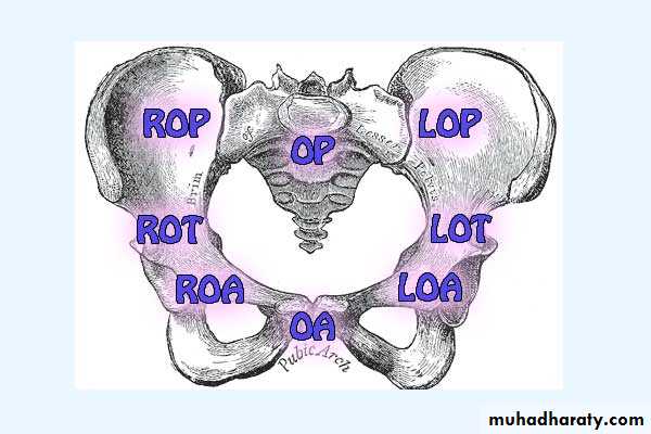 The process and mechanism of labour