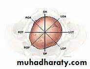 The process and mechanism of labour