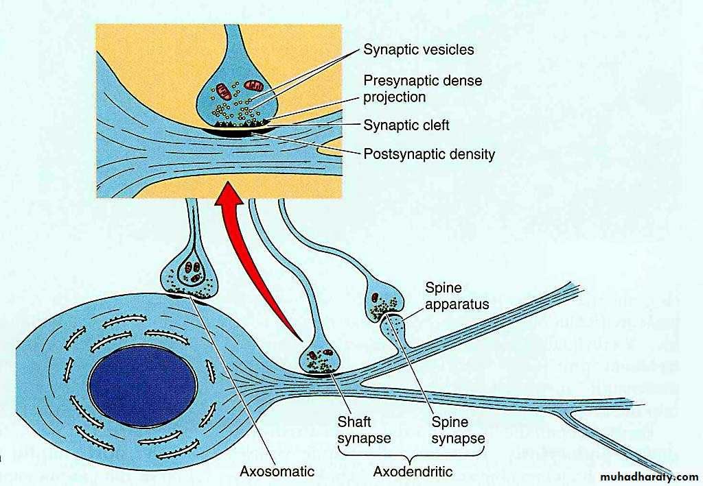 Nervous system