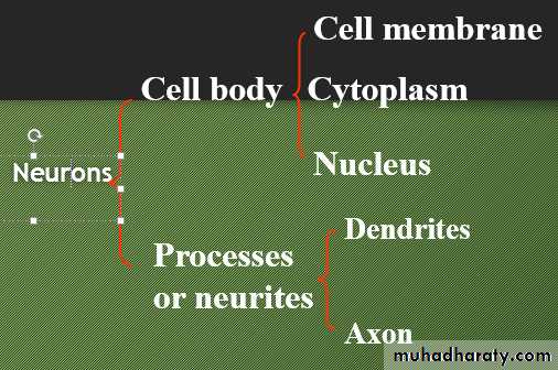 Nervous system