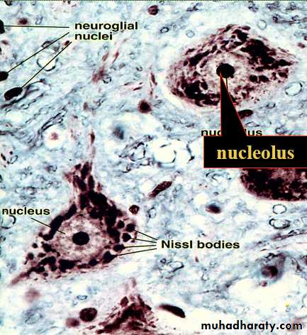 Nervous system