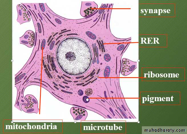 Nervous system