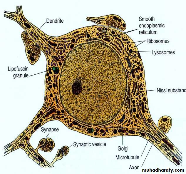 Nervous system